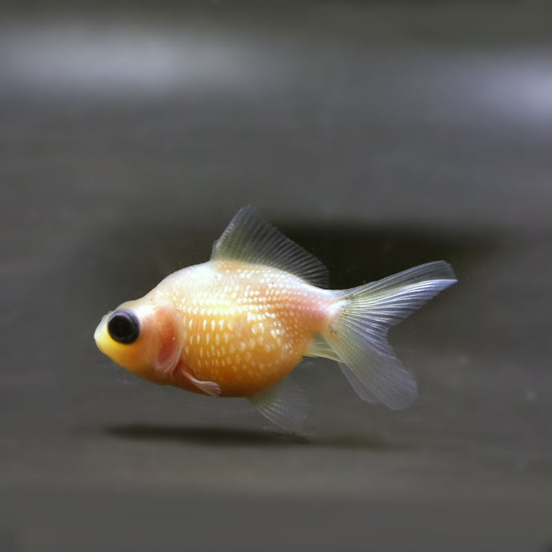 現代根付 作家一点物【金魚(ピンポンパール)】15〜20年位前に入手との事 現代根付 作家一点物【金魚(ピンポンパール)】15〜20年位前に