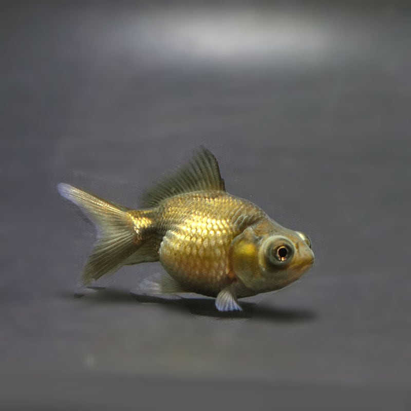 出目ピンポンパール　中国産　6 特大 出目ピンポンパール Lot.071 - 吉岡養魚場