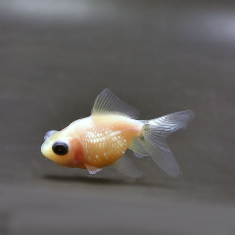 【金魚王子】出目ピンポンパール 6±1cm前後 (個体番号:cde306) 金魚 きんぎょ 生体 パールスケール 厳選個体
