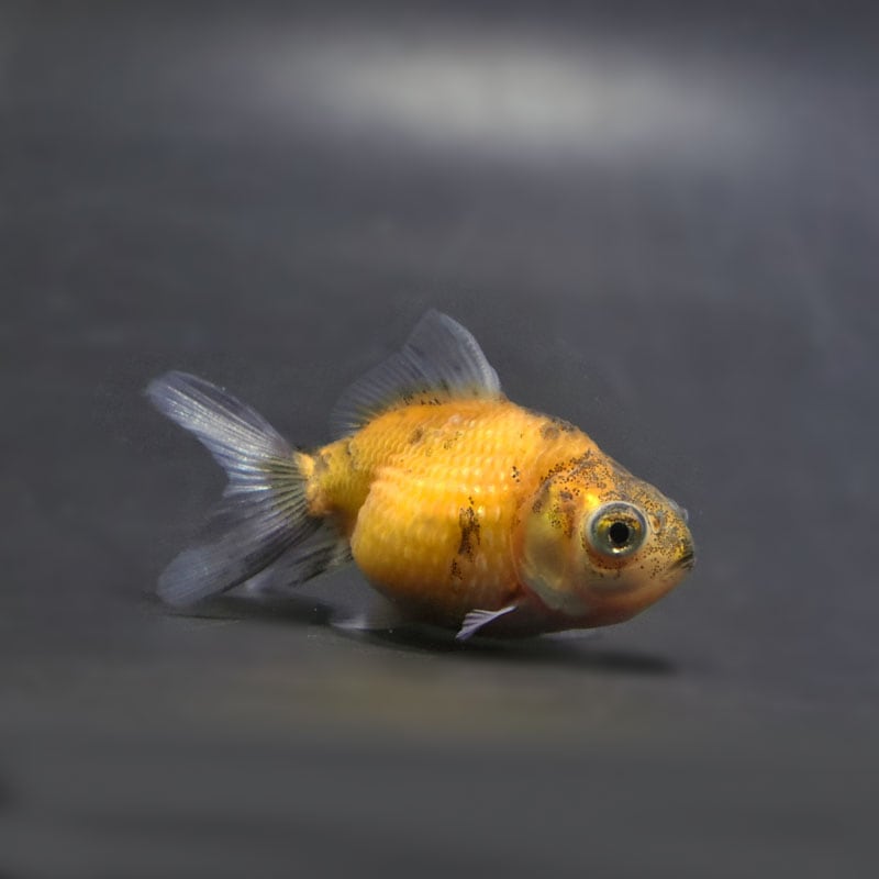 【金魚王子】出目ピンポンパール 6±1cm前後 (個体番号:cde307) 金魚 きんぎょ 生体 パールスケール 厳選個体