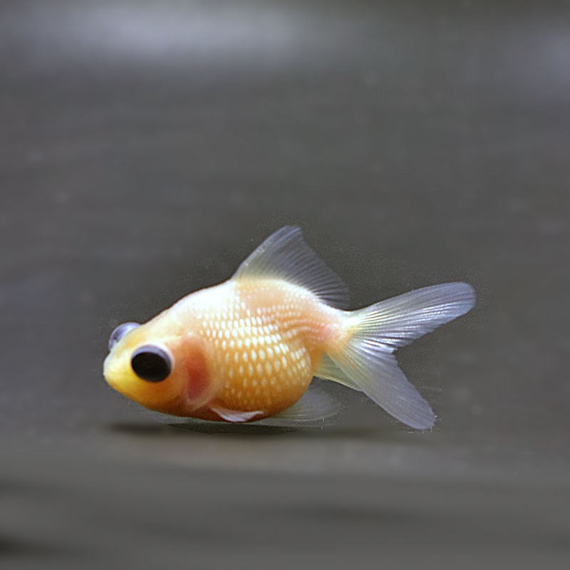 金魚アイテム各種 金魚アイテム各種 金魚屋 goldfish 【Z-FACTORY】