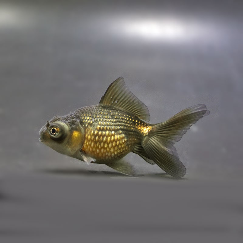 【金魚王子】出目ピンポンパール 6±1cm前後 (個体番号:cde309) 金魚 きんぎょ 生体 パールスケール 厳選個体