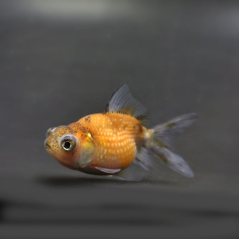 【金魚王子】出目ピンポンパール 6±1cm前後 (個体番号:cde310) 金魚 きんぎょ 生体 パールスケール 厳選個体