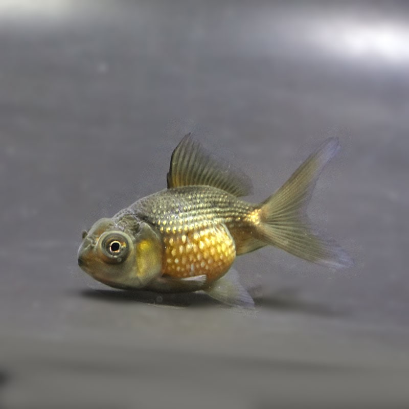 【金魚王子】出目ピンポンパール 6±1cm前後 (個体番号:cde311) 金魚 きんぎょ 生体 パールスケール 厳選個体