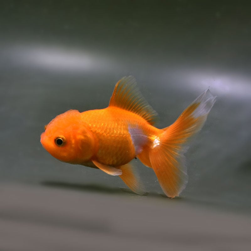 【金魚王子】更紗オランダ 9.5cm前後 (個体番号:cde321) 金魚 きんぎょ 生体 オランダ獅子頭 厳選個体