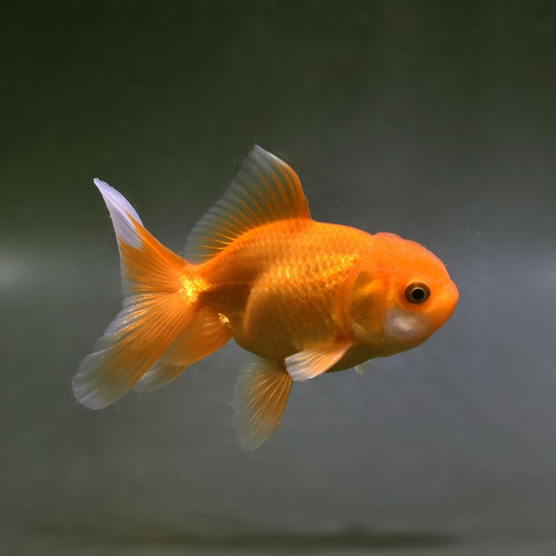 【金魚王子】レッドオランダ 10.5cm前後 (個体番号:cde325) 金魚 きんぎょ 生体 オランダ獅子頭 厳選個体