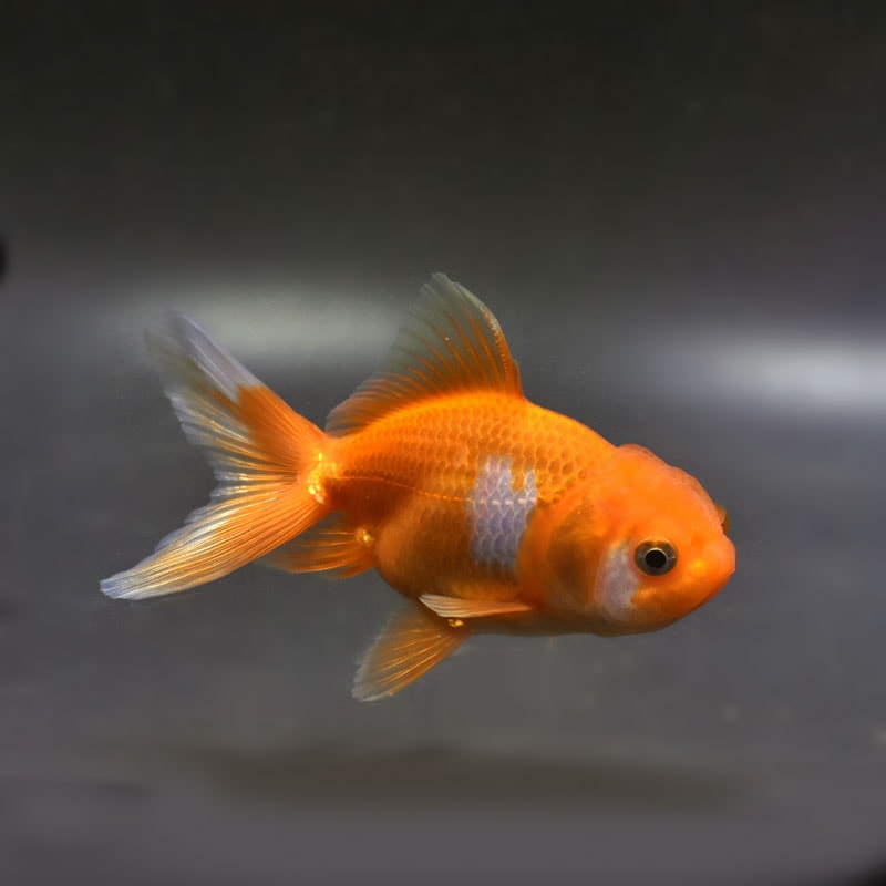 【金魚王子】更紗オランダ 10cm前後 (個体番号:cde326) 金魚 きんぎょ 生体 オランダ獅子頭 厳選個体