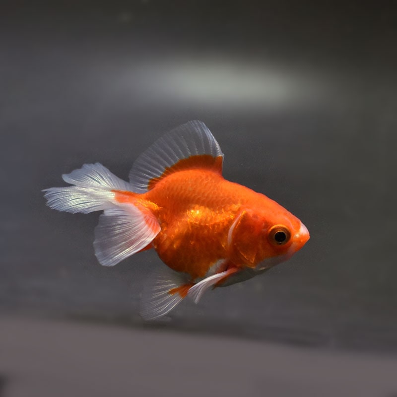 【金魚王子】土佐金(土佐錦魚) 7±1cm前後 (個体番号:cde333) 金魚 きんぎょ 生体 京錦 厳選個体