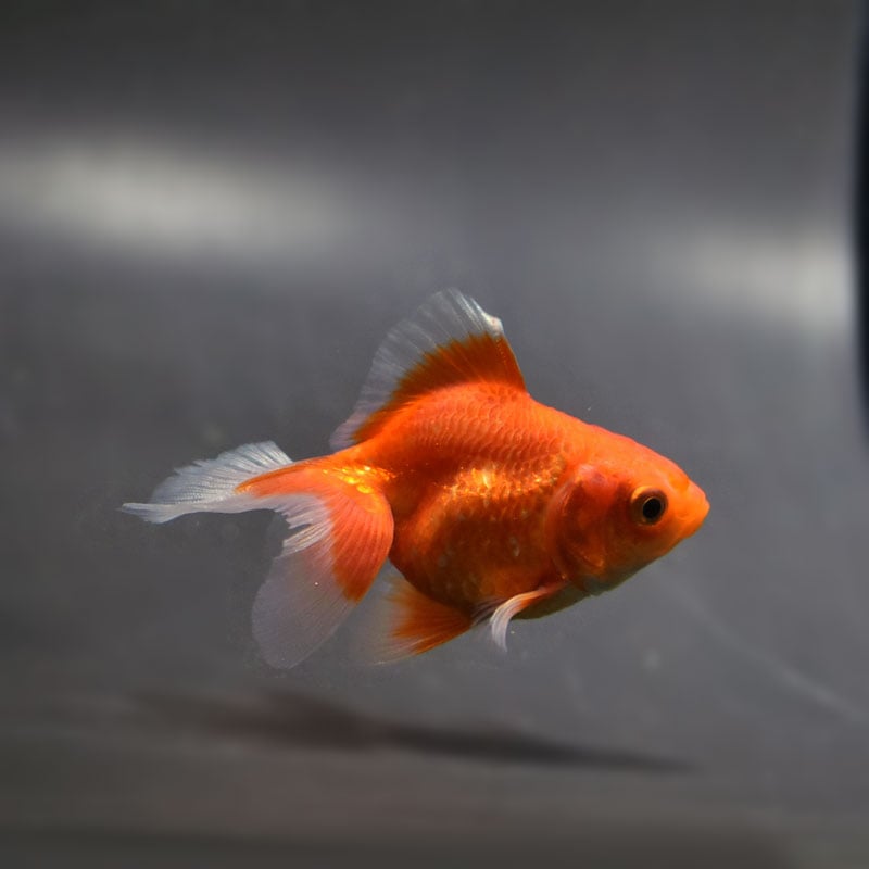 金魚　様 金魚,その他・変わり金魚 | 金魚の通販は「金魚王子 オンライン