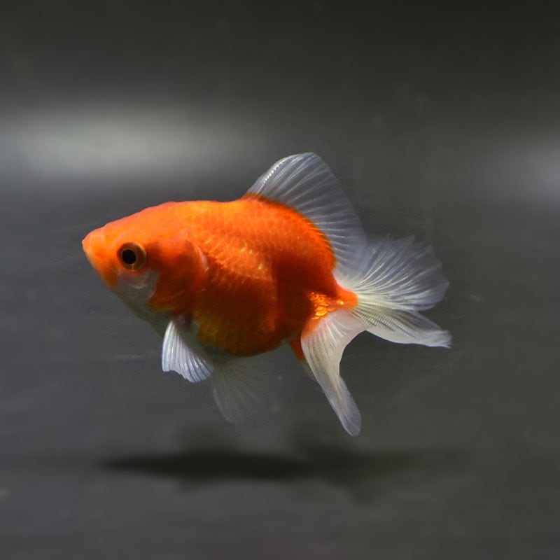 金魚の通販は「金魚王子 オンラインストア」金魚専門店 販売