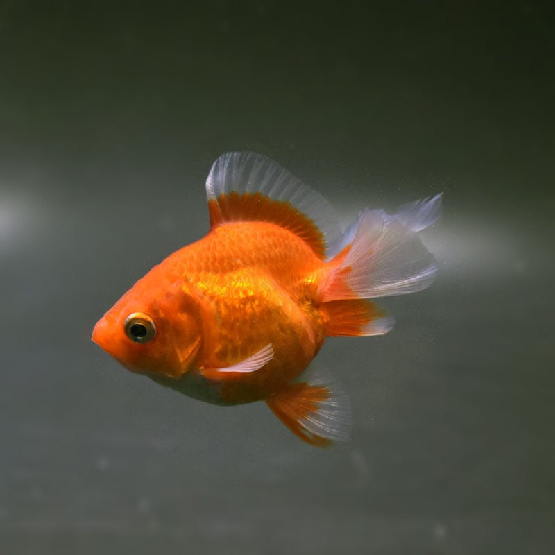 なます皿　瑠璃釉　金魚　水草　金魚藻　金彩　蛇の目　江戸　訳あり なます皿 瑠璃釉 金魚 水草 金魚藻 金彩 蛇の目 江戸 訳あり