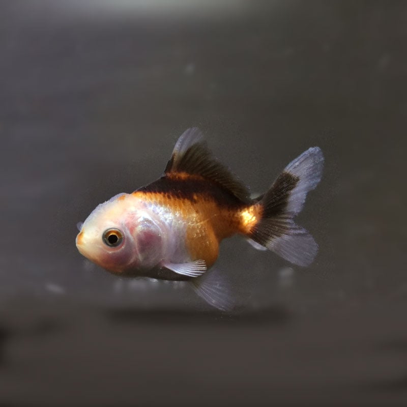 すべての商品 | 金魚の通販は「金魚王子 オンラインストア」金魚