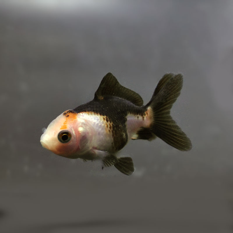 すべての商品 | 金魚の通販は「金魚王子 オンラインストア」金魚専門店