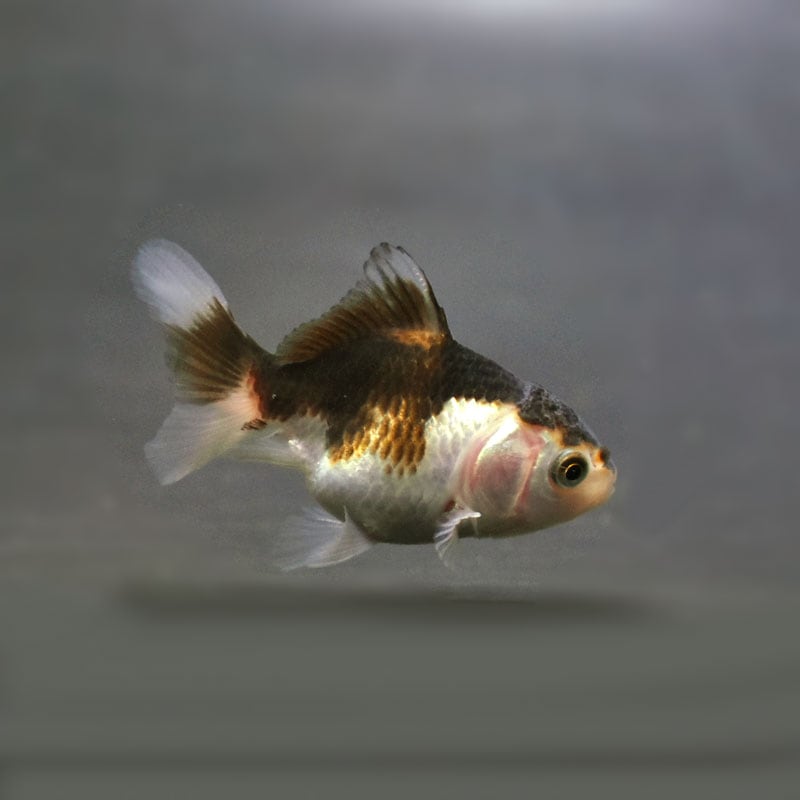 すべての商品 | 金魚の通販は「金魚王子 オンラインストア」金魚
