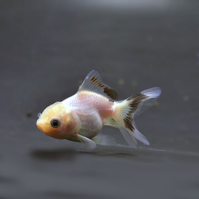 かなえ　604545サイドアクリル すべての商品 | 金魚の通販は「金魚王子 オンラインストア」金魚