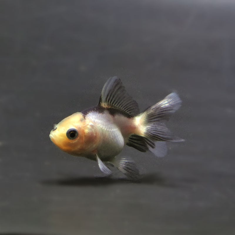 金魚王子】東錦 14cm前後 (個体番号：cde142) 金魚 きんぎょ