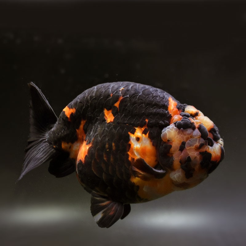 テコチチ様専用【願いが叶う】【金運 財運 繁栄 招福】金魚 きんぎょ