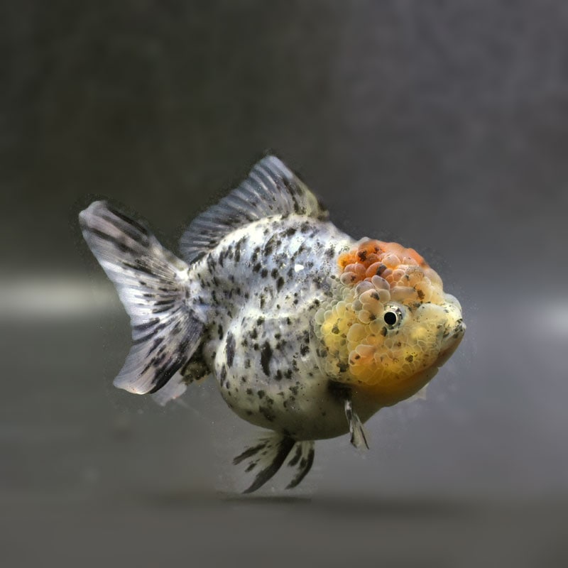 すべての商品 | 金魚の通販は「金魚王子 オンラインストア」金魚