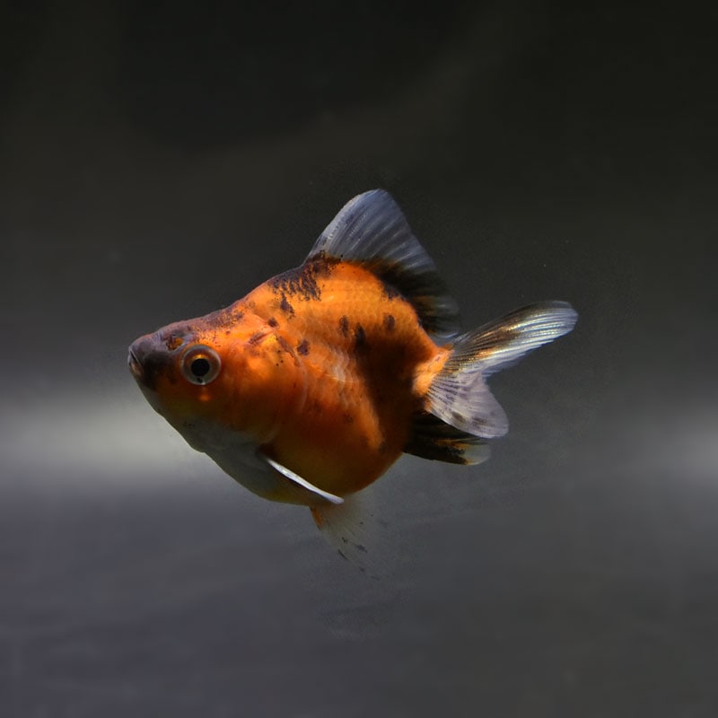 金魚,琉金系 | 金魚の通販は「金魚王子 オンラインストア」金魚