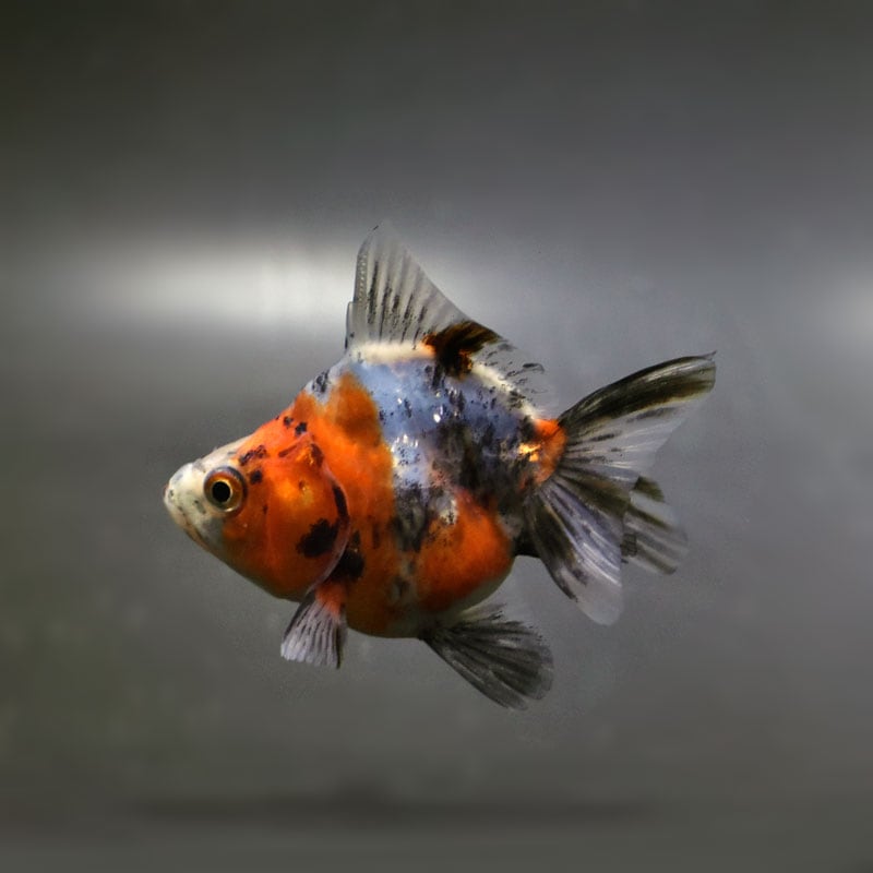 古い金具など5点　桃太郎　鯉　　植物　渦　ピッケル 古い金具など5点 桃太郎 鯉 植物 渦 ピッケル