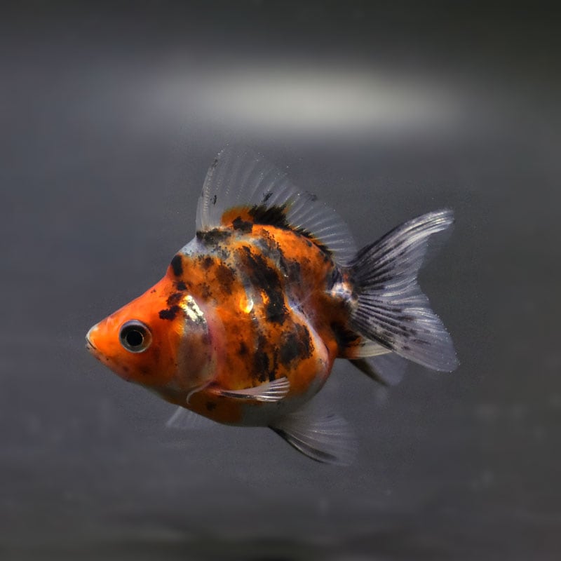 【金魚王子】琉金 (変わり柄／ショートテールタイプ) 6.5±1cm前後 (個体番号：cde403) 金魚 きんぎょ 生体 琉金 厳選個体