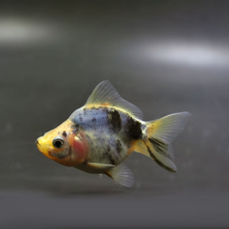 【金魚王子】琉金 (変わり柄／ショートテールタイプ) 6.5±1cm前後 (個体番号：cde404) 金魚 きんぎょ 生体 琉金 厳選個体