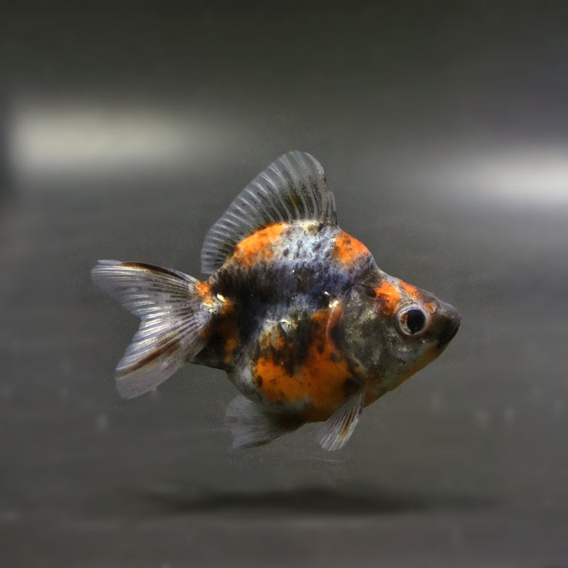 【金魚王子】琉金 (変わり柄／ショートテールタイプ) 6.5±1cm前後 (個体番号：cde406) 金魚 きんぎょ 生体 琉金 厳選個体