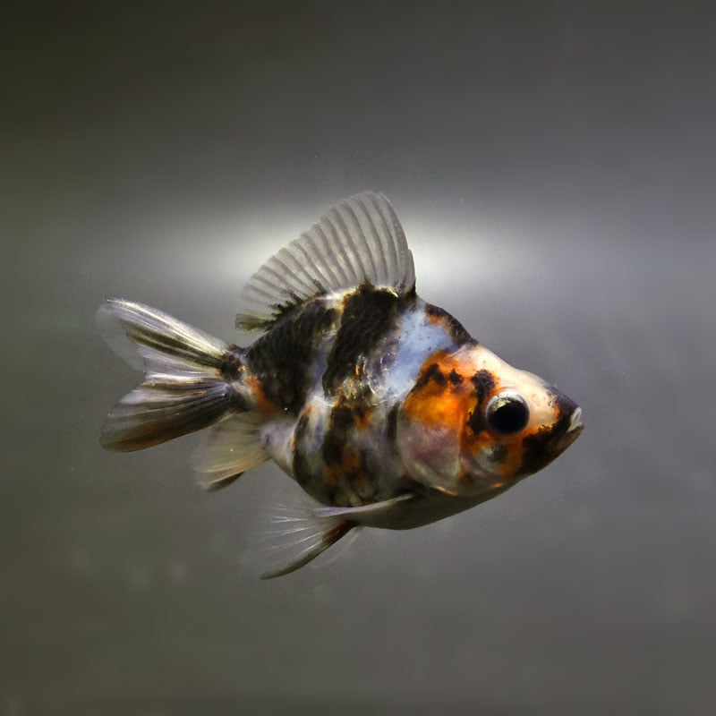 金魚,琉金系 | 金魚の通販は「金魚王子 オンラインストア」金魚