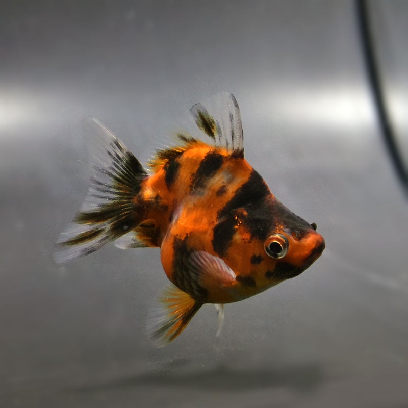 【金魚王子】琉金 (変わり柄／ショートテールタイプ) 6.5±1cm前後 (個体番号：cde408) 金魚 きんぎょ 生体 琉金 厳選個体