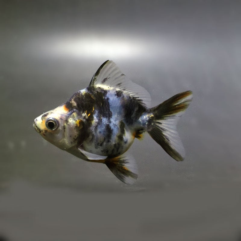 【金魚王子】琉金 (変わり柄／ショートテールタイプ) 6.5±1cm前後 (個体番号：cde410) 金魚 きんぎょ 生体 琉金 厳選個体