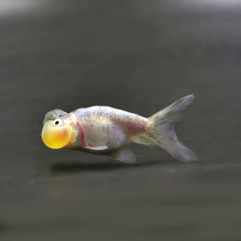 なます皿　瑠璃釉　金魚　水草　金魚藻　金彩　蛇の目　江戸　訳あり なます皿 瑠璃釉 金魚 水草 金魚藻 金彩 蛇の目 江戸 訳あり