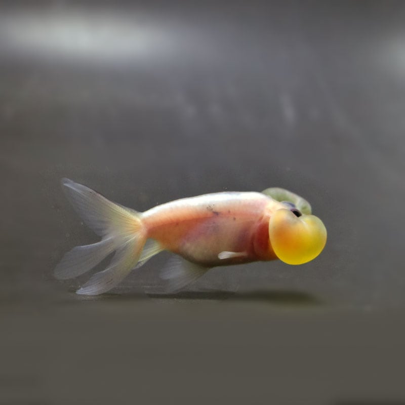 なます皿　瑠璃釉　金魚　水草　金魚藻　金彩　蛇の目　江戸　訳あり なます皿 瑠璃釉 金魚 水草 金魚藻 金彩 蛇の目 江戸 訳あり なます