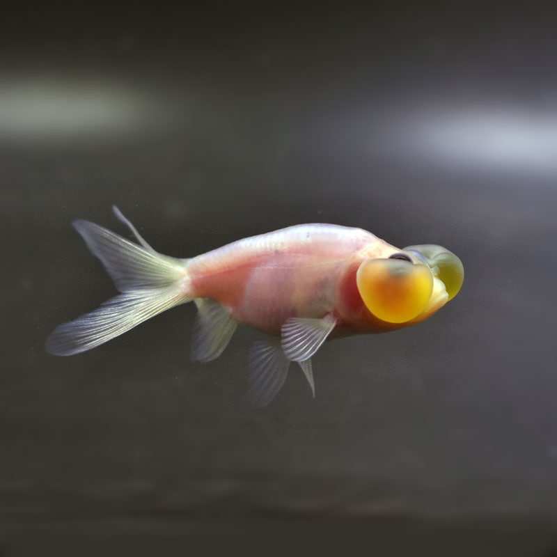金魚,その他・変わり金魚 | 金魚の通販は「金魚王子 オンライン