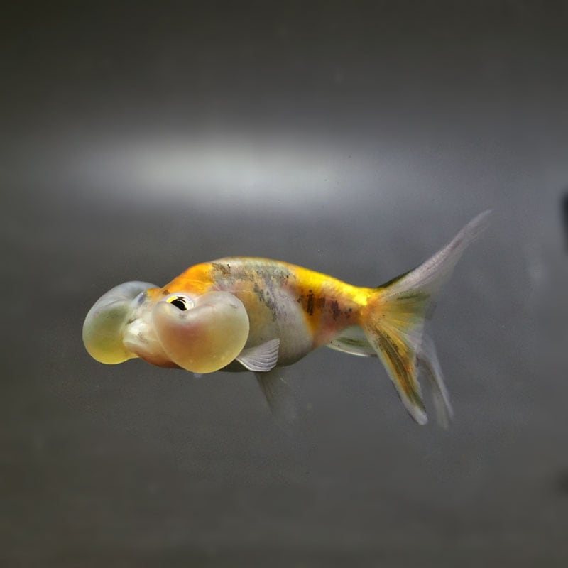 金魚,その他・変わり金魚 | 金魚の通販は「金魚王子 オンライン