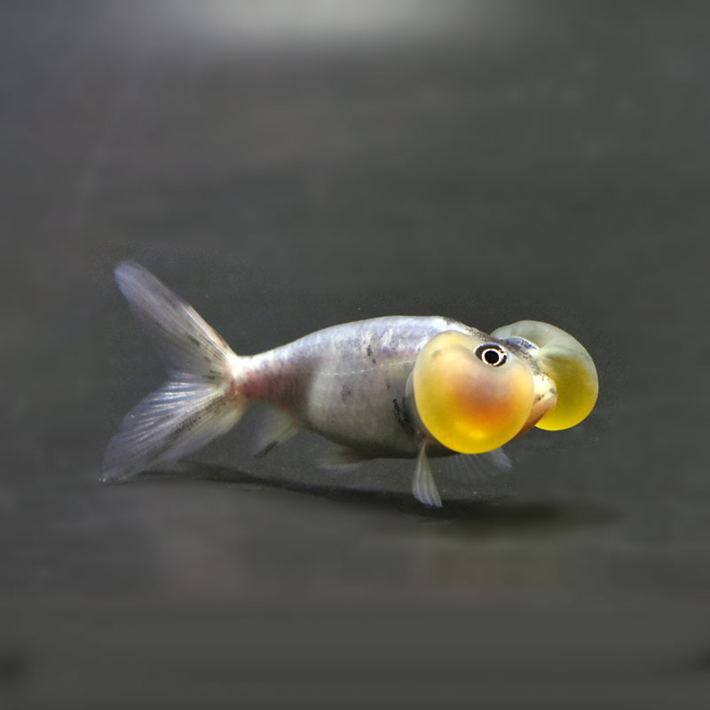 金魚 | 金魚の通販は「金魚王子 オンラインストア」金魚専門店 販売
