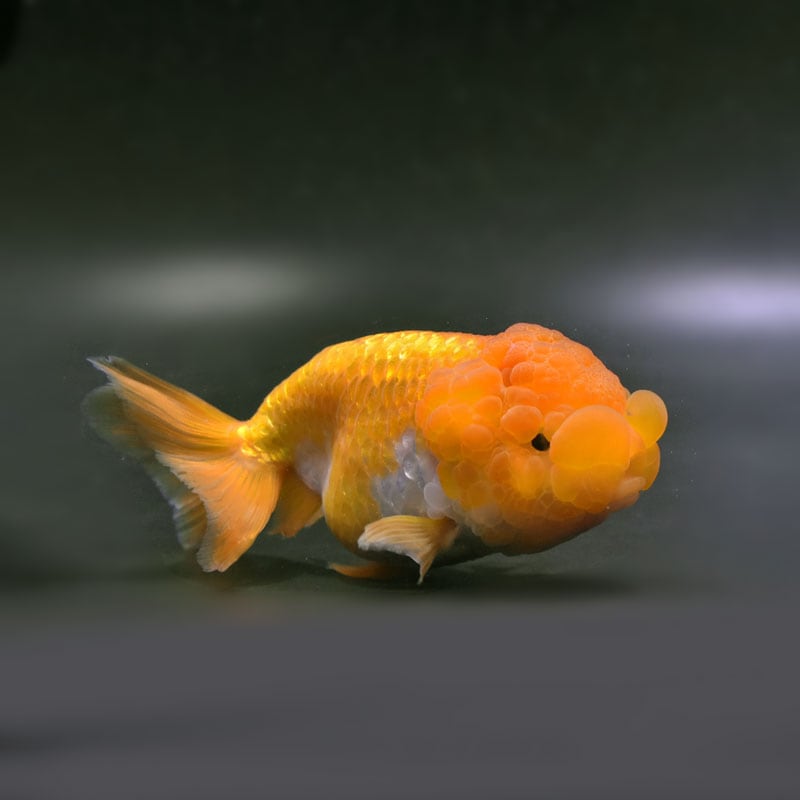 金魚,らんちゅう系,ライオンヘッド | 金魚の通販は「金魚王子