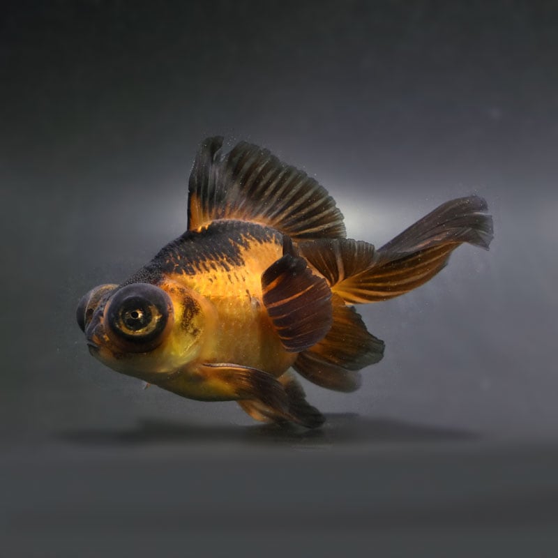 蝶尾・当才　 蝶尾 当才