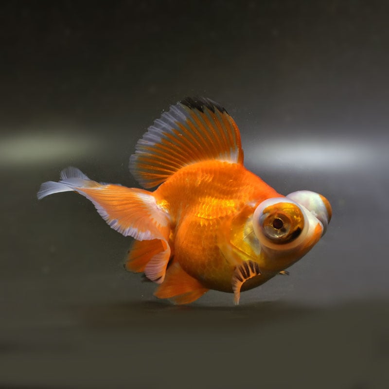 【金魚王子】変わり柄蝶尾 11.5cm前後 (個体番号：cde432) 金魚 きんぎょ 生体 蝶尾 厳選個体