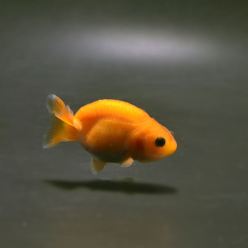 テコチチ【願いが叶う】【金運 財運 繁栄 招福】金魚 きんぎょ らんちゅう テコチチ様専用【願いが叶う】【金運 財運 繁栄 招福】金魚 きんぎょ