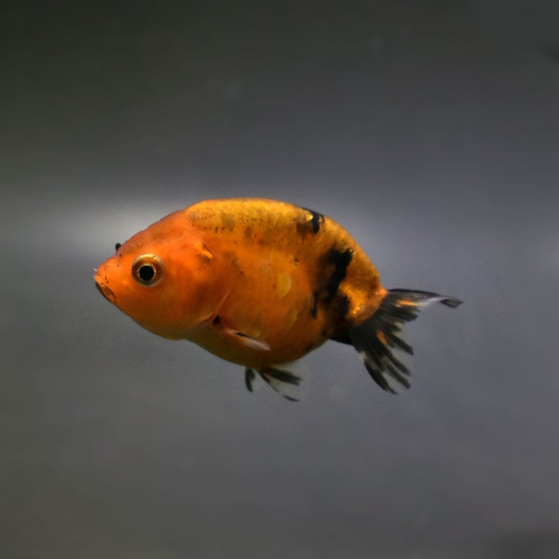 金魚,らんちゅう系,江戸錦 | 金魚の通販は「金魚王子 オンライン