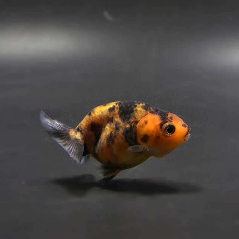 江戸中期 古王地山染付 南京猪口5客木箱付直径