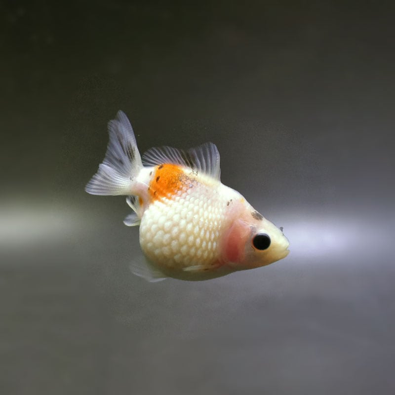 【金魚王子】キャリコピンポンパール 6cm前後 (個体番号:cde461) 金魚 きんぎょ 生体 パールスケール 厳選個体