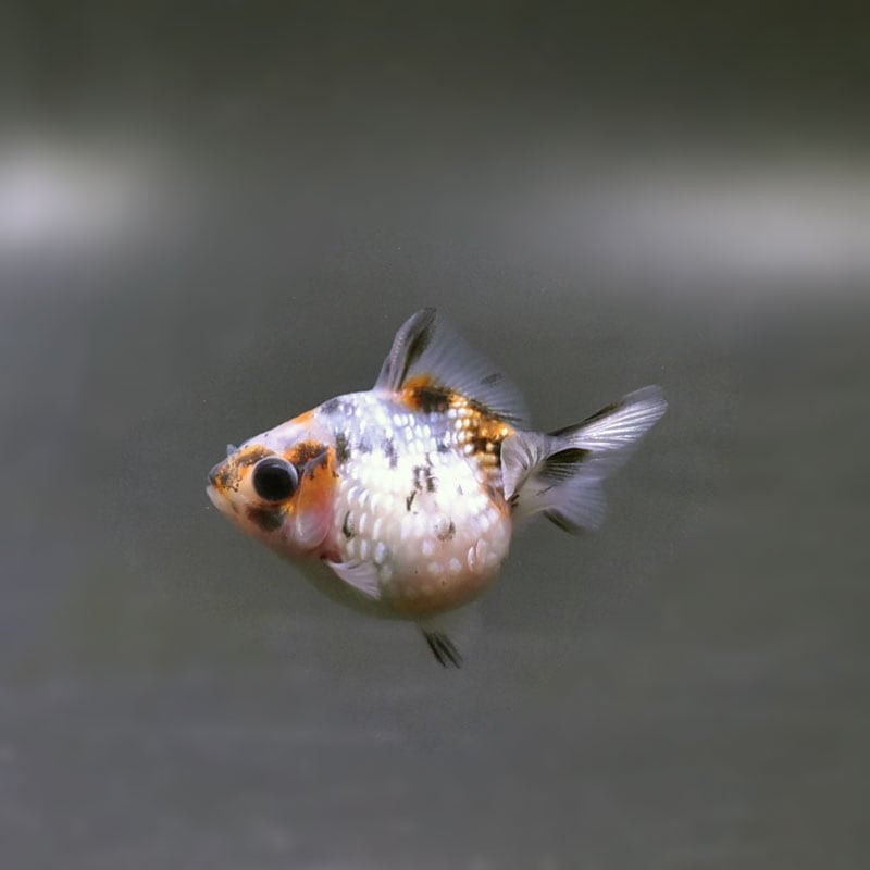 【金魚王子】キャリコピンポンパール 4.5cm前後 (個体番号:cde462) 金魚 きんぎょ 生体 パールスケール 厳選個体