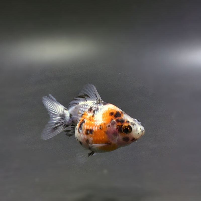 【金魚王子】キャリコピンポンパール 6cm前後 (個体番号:cde463) 金魚 きんぎょ 生体 パールスケール 厳選個体