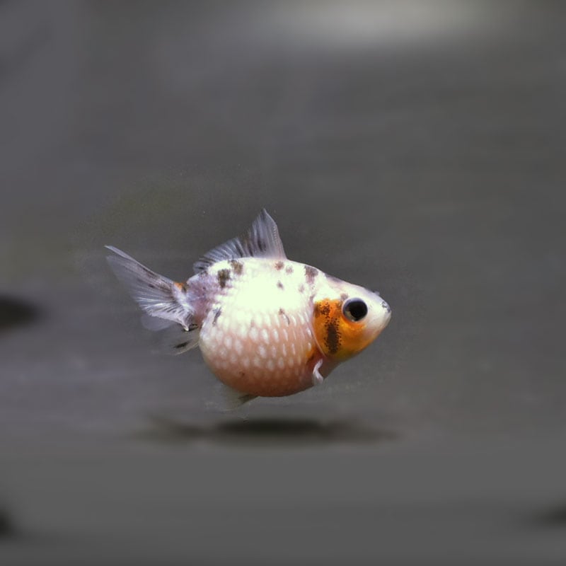 【金魚王子】キャリコピンポンパール 5cm前後 (個体番号:cde464) 金魚 きんぎょ 生体 パールスケール 厳選個体