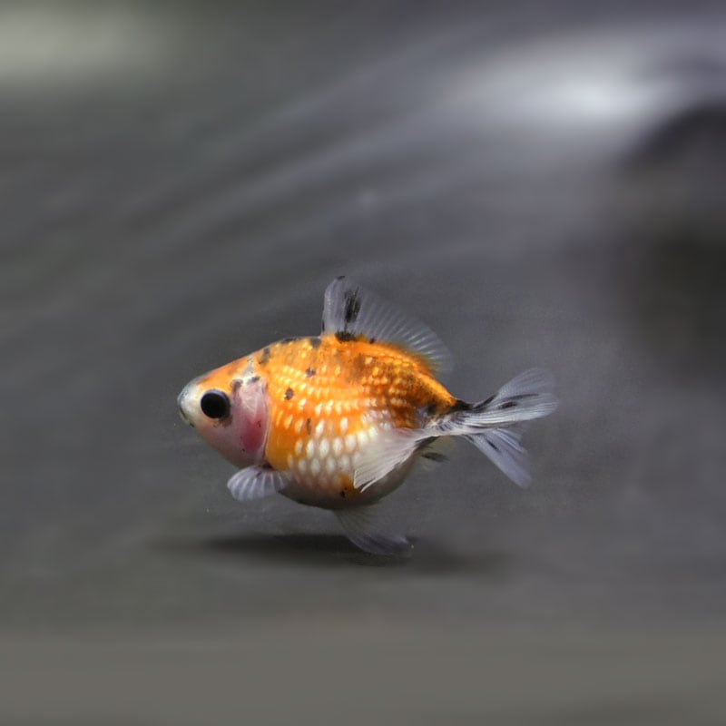 【金魚王子】キャリコピンポンパール 5.5cm前後 (個体番号:cde465) 金魚 きんぎょ 生体 パールスケール 厳選個体
