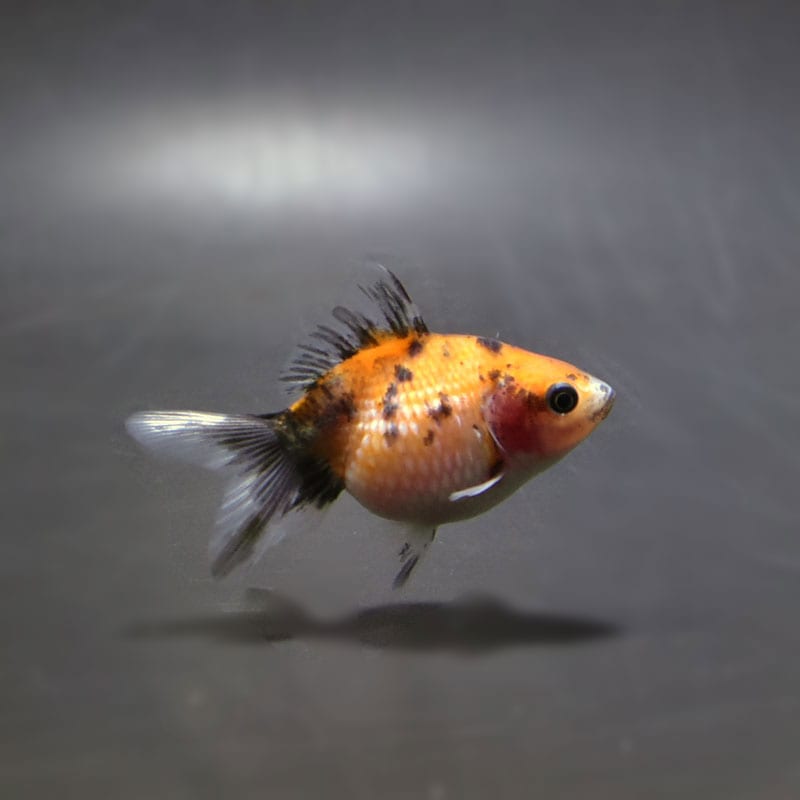 【金魚王子】キャリコピンポンパール 5.5cm前後 (個体番号:cde466) 金魚 きんぎょ 生体 パールスケール 厳選個体