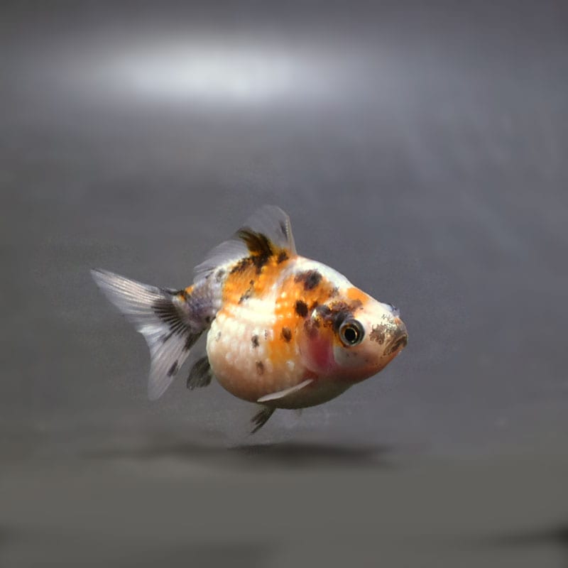 【金魚王子】キャリコピンポンパール 6cm前後 (個体番号:cde467) 金魚 きんぎょ 生体 パールスケール 厳選個体