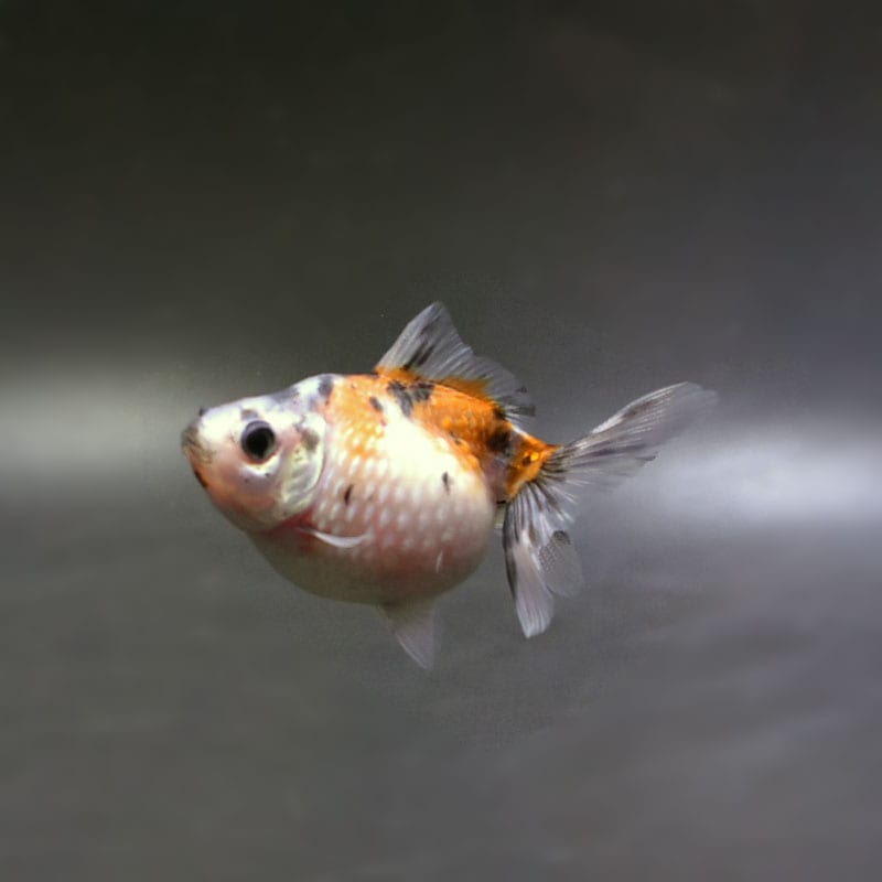 【金魚王子】キャリコピンポンパール 6.5cm前後 (個体番号:cde468) 金魚 きんぎょ 生体 パールスケール 厳選個体