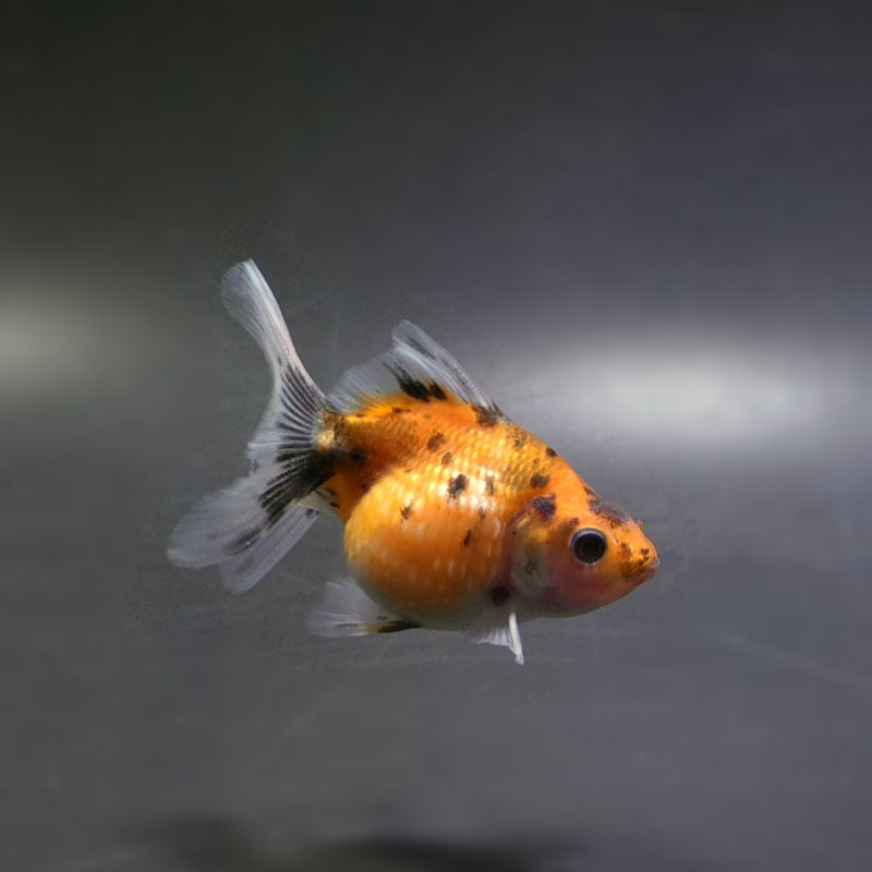 【金魚王子】キャリコピンポンパール 7cm前後 (個体番号:cde469) 金魚 きんぎょ 生体 パールスケール 厳選個体